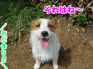 朝散歩10