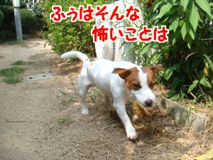 お庭遊び10