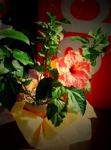 flower