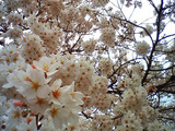 200803281413001