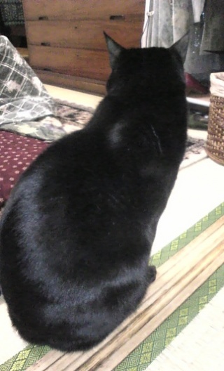 jiji