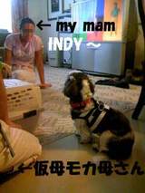 ぽんお届INDY