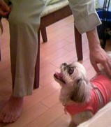パパさん見上げ