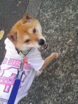 さんぽ　てるみちゃん