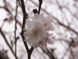 寒桜