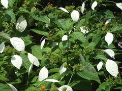 FlagBush