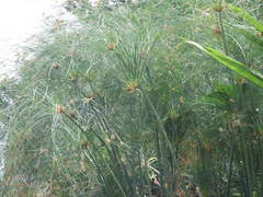 EgiptianPapyrus