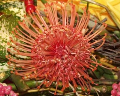 pin-cushion