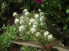 EasterBasketWhite