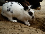 穴掘りウサギ5