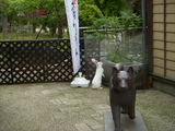 犬のモニュメント