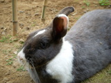 うさぎ3