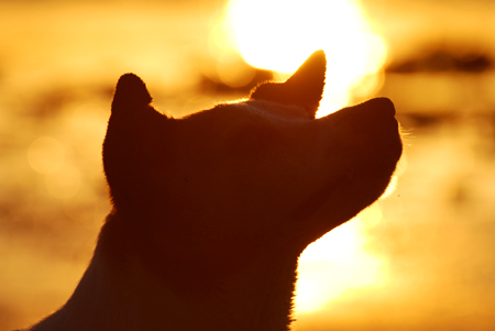 dog3