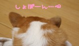 (¡¡¨¦Ø¡¨`)޳ޝ¡Ä