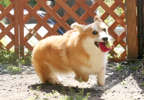 ���褦�ʤ�ߡ��ƥ���