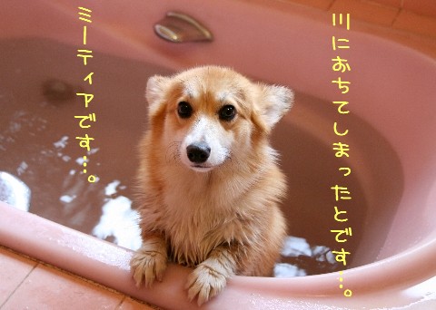 ��ˤ����Ƥ��ޤä��ȤǤ��ġ�