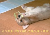 ¤Ê¤¼¤½¤ó¤Ê´ïÍѤʤΤǤ¹¤«¡Ä(¡¼¡¼;)