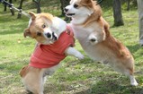 �ե饤�󥰥ܥǥ����ץ쥹��AZ����