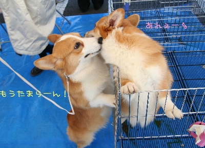 ¤¤¤¤Ê¤ê¤½¤ó¤Ê¡Ä¡£