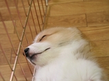 ¤¹¤ä¤¹¤ä¡Ä¡£