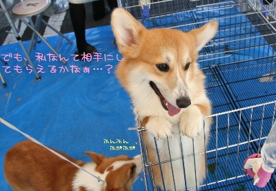¤Ç¤â»ä¤Ê¤ó¤«¤Ç¡Ä¡£
