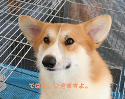 �ǤϤ����ޤ��衪