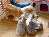 �ߤ�ʸ������ä����ʡ�