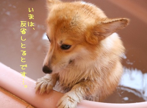 ��(_ _��)�ϥ󥻥���