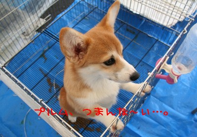 ¥×¥ë¥à¤Á¤ã¤ó¤Ï¤ªµÙ¤ß