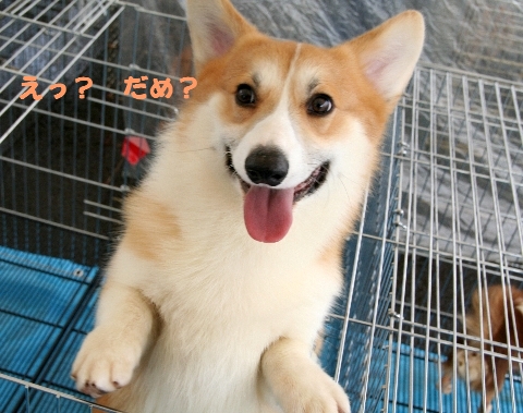 ���ᡩ