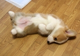 �衼��������Ǥϡ�