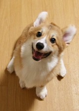 d(*�ޢ���*)b �˥��˥���