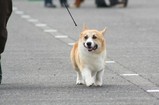 �롼������饦�����