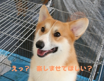 �ڤ��ޤ��Ƥۤ����ȡ�