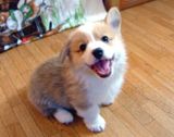 �Ҥ��켪�����������ޥ��롪