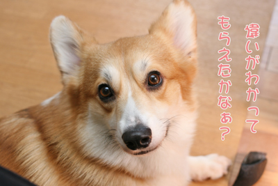 °ã¤¤¤¬¤ï¤«¤ëÃˤΥ´¡¼¥ë¥É¥Ö¥ì¥ó¥É