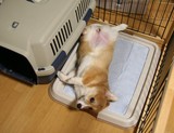 �ȥ���ȥ졼��٥åɡ�