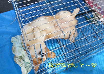 ŽÅŽÃŽÞŽÅŽÃŽÞ޼ŽÃް