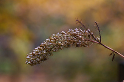 サラシナショウマの茶色の実