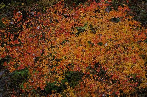 紅葉