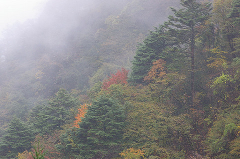 淡い紅葉
