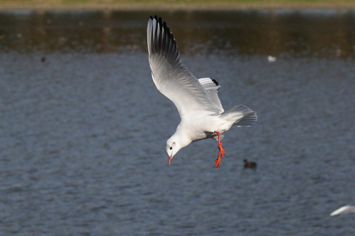 ユリカモメ成鳥