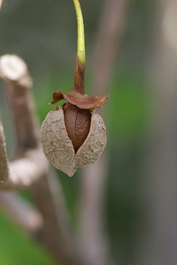 エゴノキの乾いた実