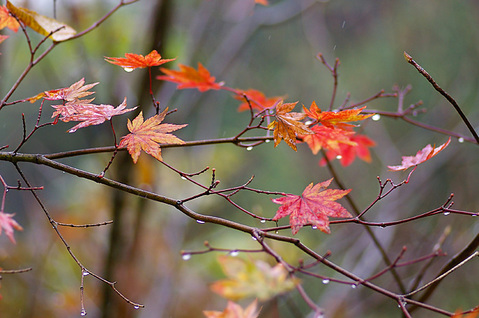カエデの紅葉