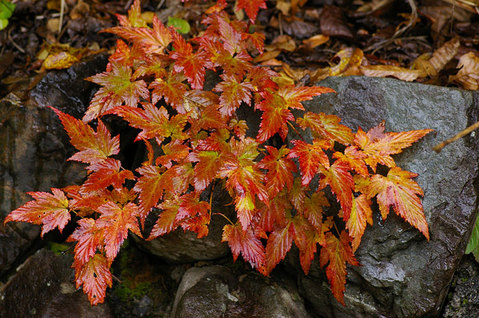 紅葉