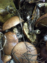 63a8f49c.jpg