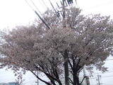 満開の桜.JPG