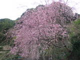 溶射屋　散歩のt途中の桜.JPG