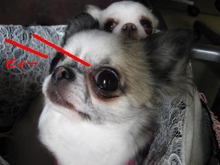 ¥Ó¡¼¥à½Ð¤¹¡¢¤ß¡¼¤Ë¤ç¤ó