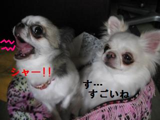 Åܤé¤ì¤½¤¦¡¦¡¦¡¦